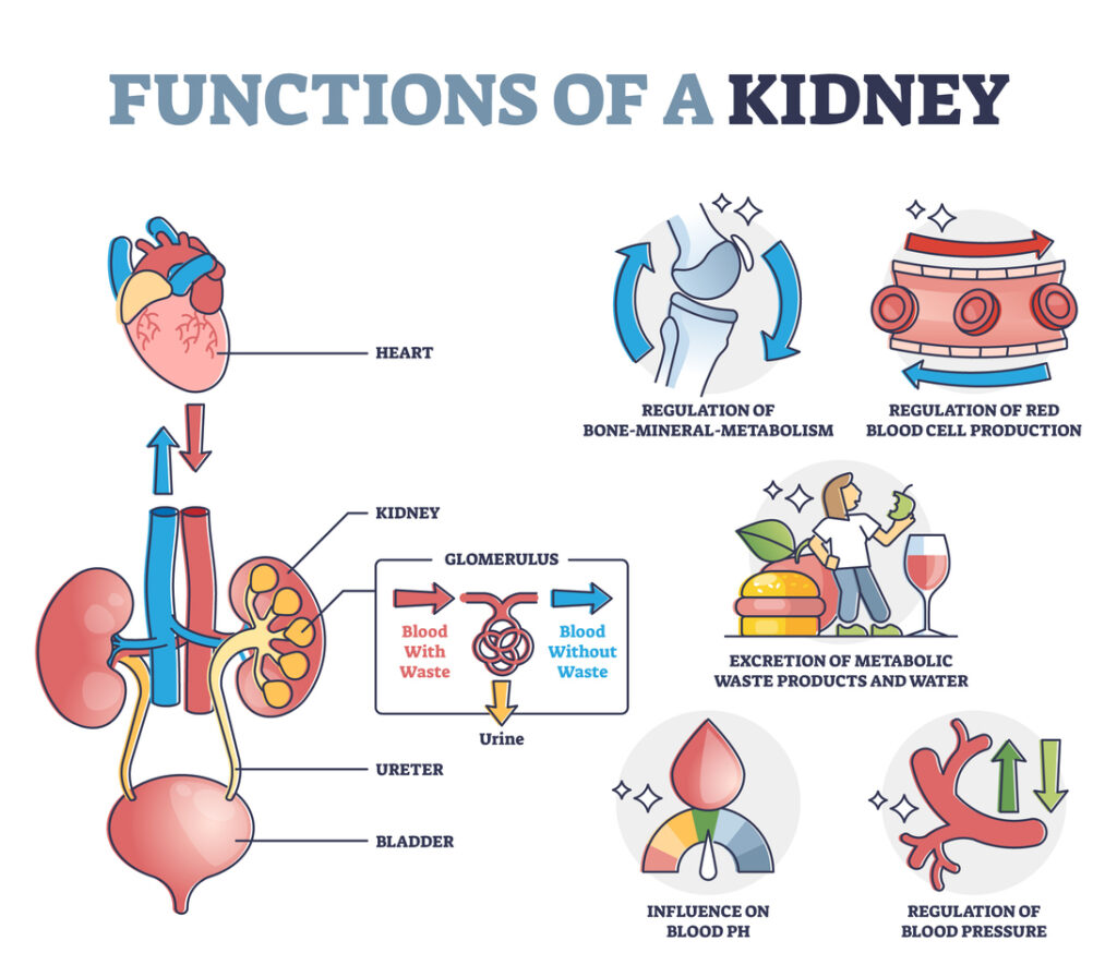functions of kidney with anatomical filtering organ system outline diagram