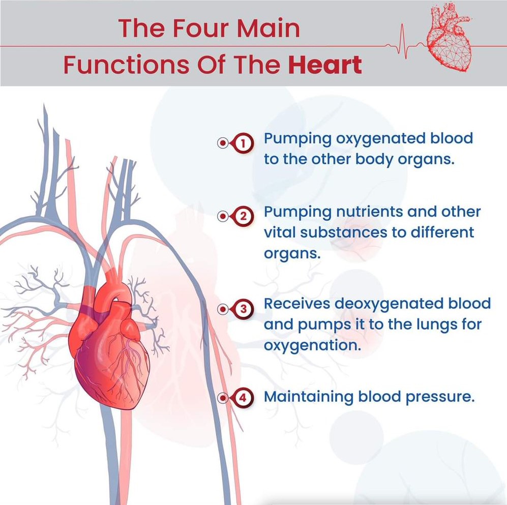 heartfunction