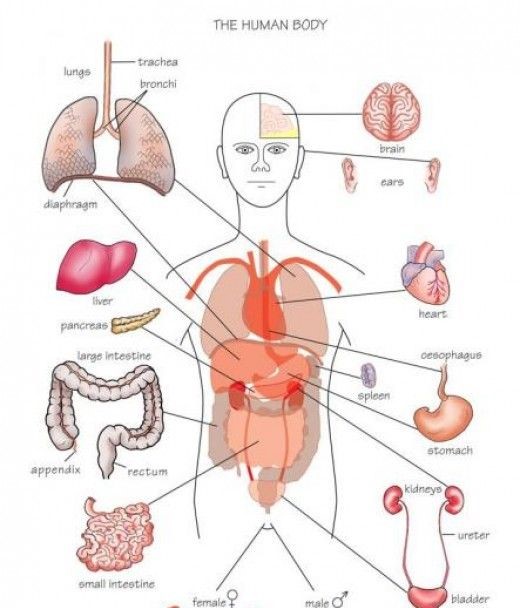 inorgans