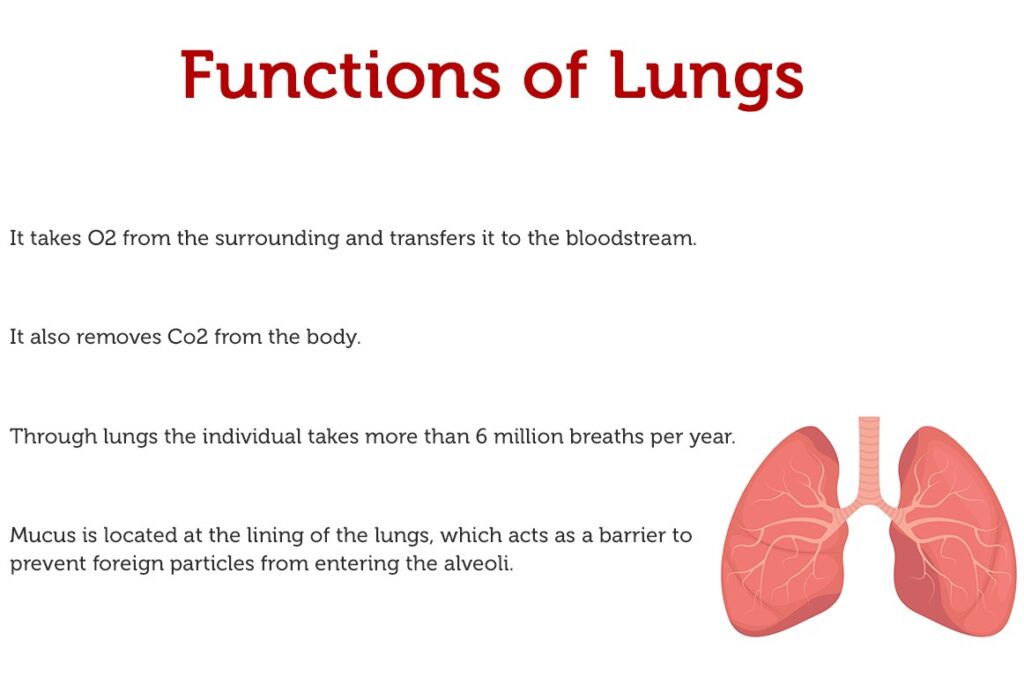 function of lungs