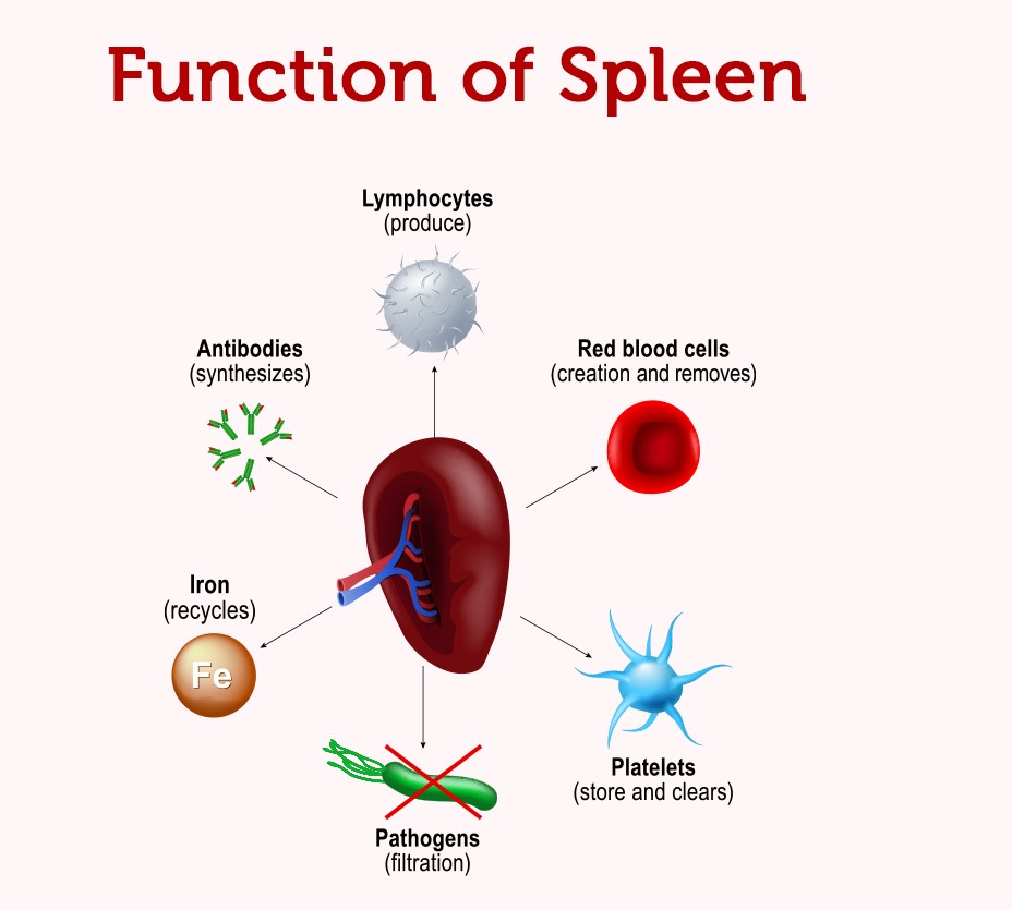 function of spleen