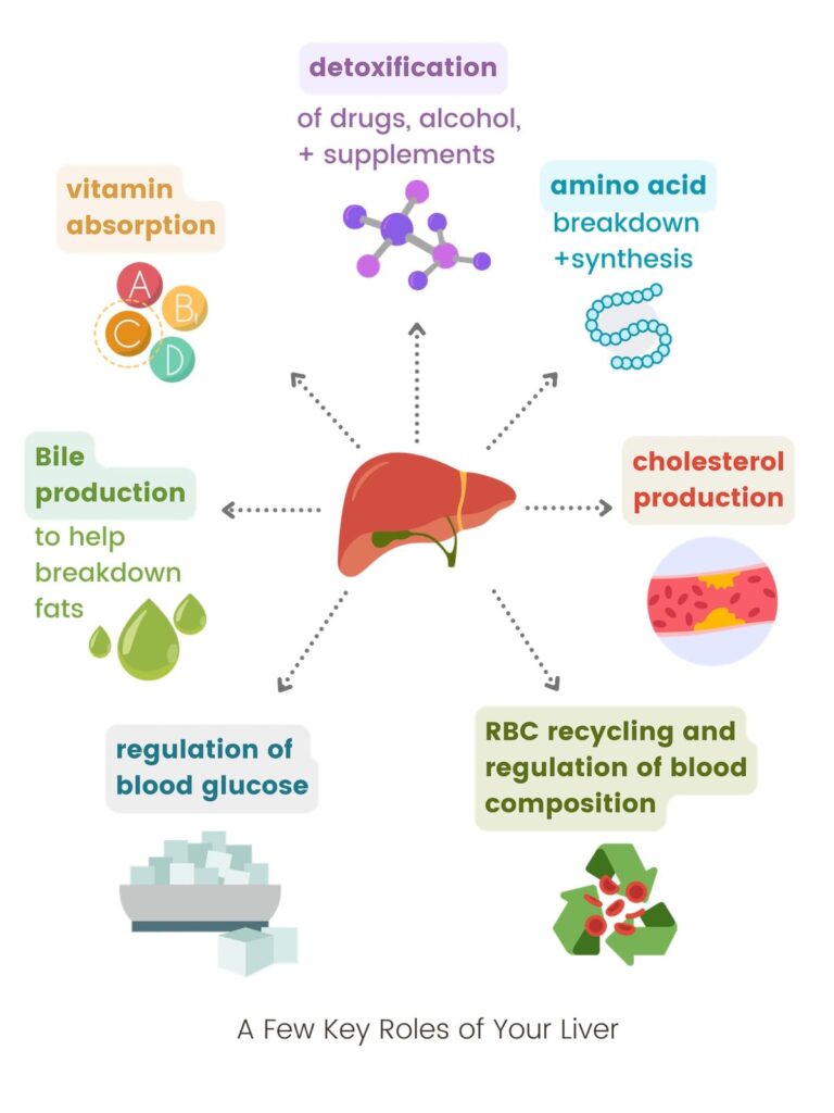 key roles of liver